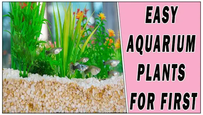 Aquarium Plants For First