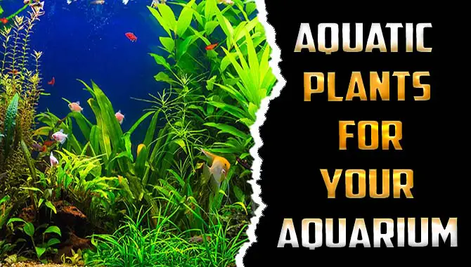 Aquatic Plants For Your Aquarium