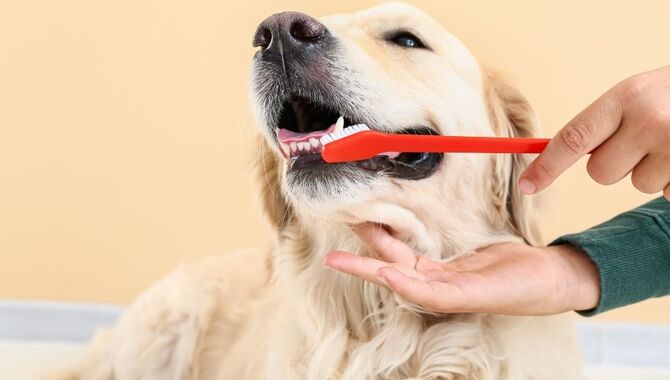 Are There Any Home Remedies For Dog Dental Care?