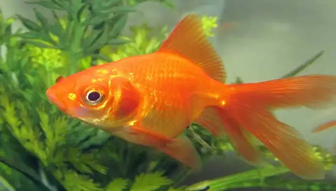Are There Any Side Effects Associated With Transitioning Your Fish To A New Type Of Food?