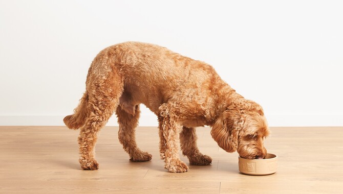 Before Introducing Your Dog To A New Food Or Diet, How Long Should You Wait?
