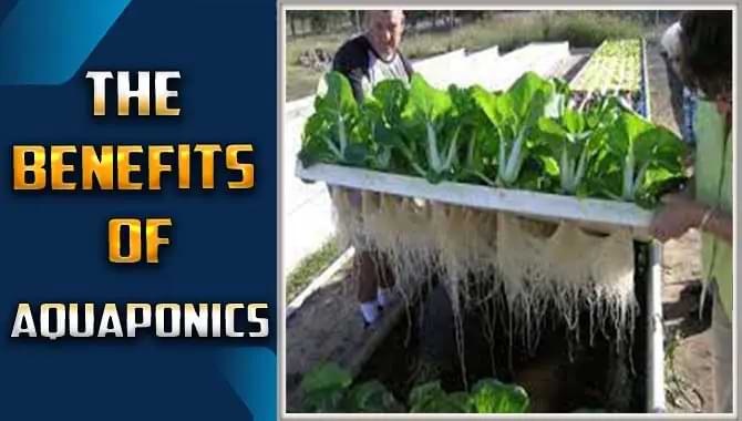 Sustainable Agriculture: The Benefits Of Aquaponics