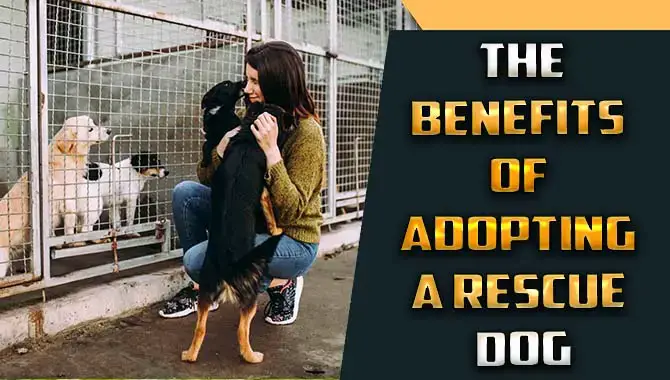 The Benefits Of Adopting A Rescue Dog – You Have to Know