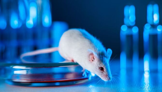 Breed Developers And Pet Owners Should Know The Pros And Cons Of Animal Research