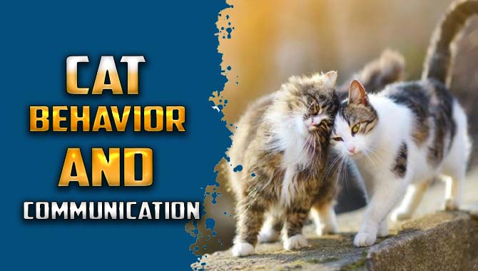Cat Behavior And Communication