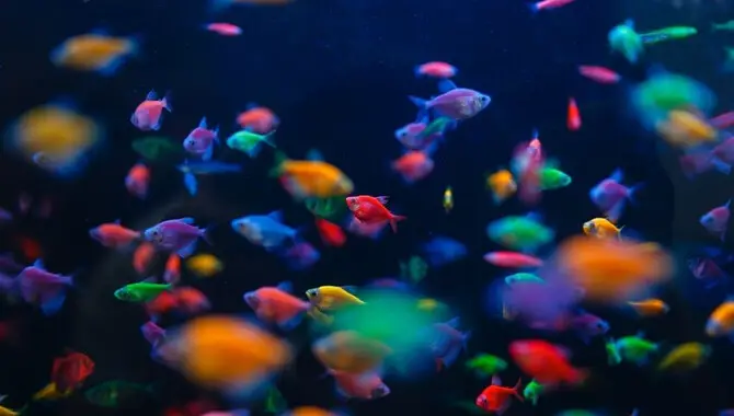 Choosing Fish For Your Aquarium