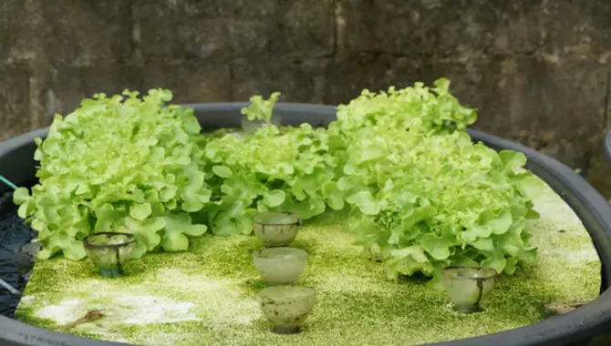 Common Challenges And Solutions In Aquaponics
