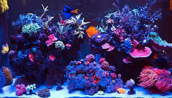Common Issues and How to Avoid Them in Your Saltwater Aquarium Setup