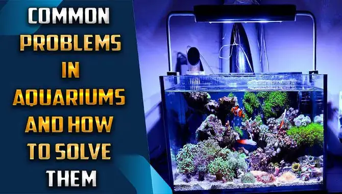 What Are The Common Problems In Aquariums? – A Beginner’s Guide
