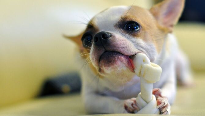 Dental Chews Can Support Your Dog's Dental Health.