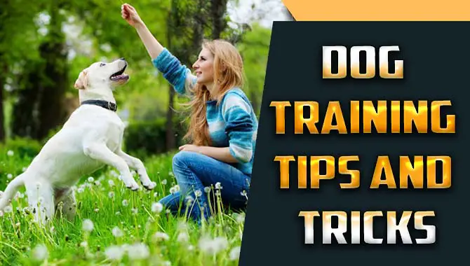 Dog Training Tips And Tricks