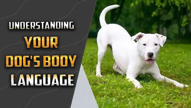 Decoding Your Dog’s Body Language- Expert Tips