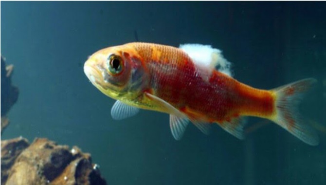 Effective Treatments For Fish Diseases