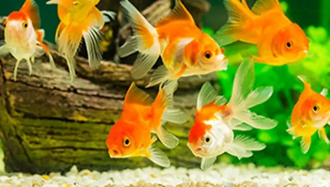 Feeding And Caring For Your Fish