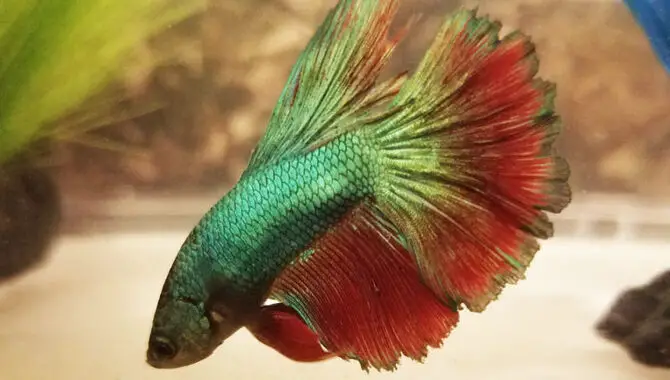 Fin Rot How To Recognize And Treat It