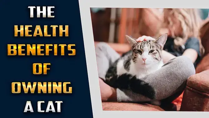 Health Benefits Of Owning A Cat