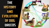 History And Evolution Of Dog Breeds