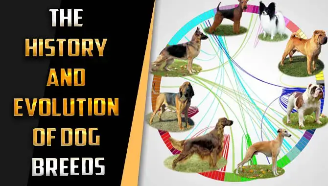 The History And Evolution Of Dog Breeds – You Should Know