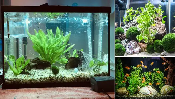 How Can I Make My Aquarium More Creative