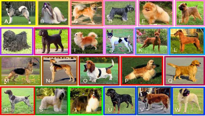 How Did The Dog Breed Evolve