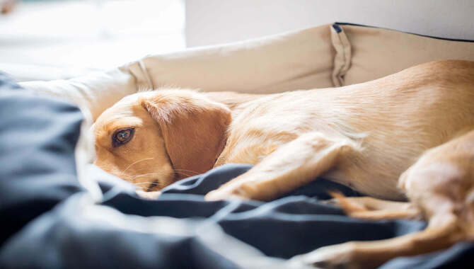 How Do Dogs Act When They Are Sick?
