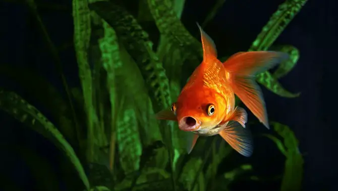 How Do Fish Breathe Underwate
