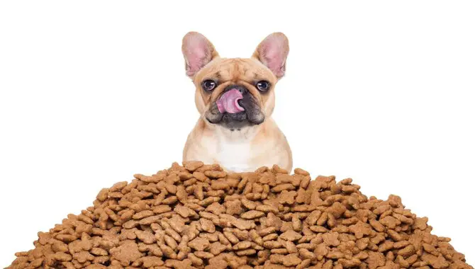 How Do I Know If I'm Choosing The Right Dog Food?
