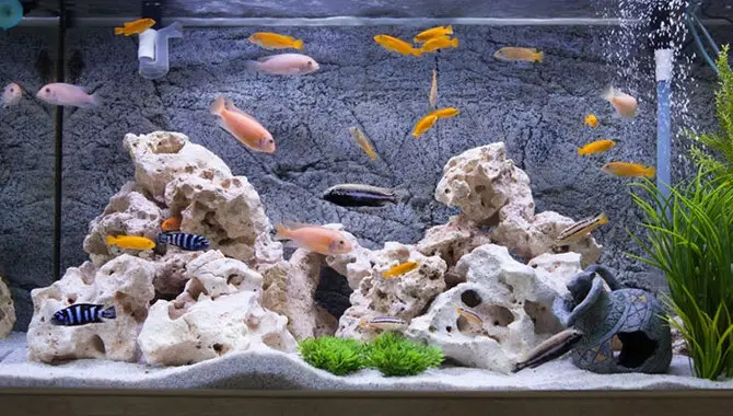 How Do I Make Sure My Aquarium Design And Decorations Are Safe For My Fish