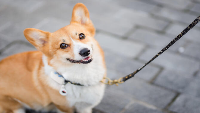 How Do You Know When A Dog Is Leash Trained?
