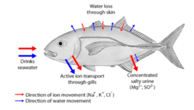 How Does The Physiology Of Fish Allow Them To Live In Water