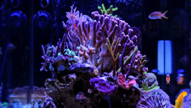 How Much Does it Cost to Set up a Saltwater Aquarium