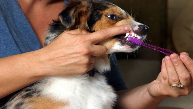 How Often Should You Brush A Dog's Teeth?