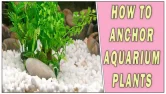How To Anchor Aquarium Plants