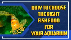 How To Choose The Right Fish Food For Your Aquarium