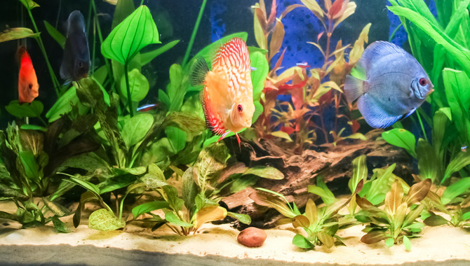 How To Choose The Right Plants For Your Sand Aquarium