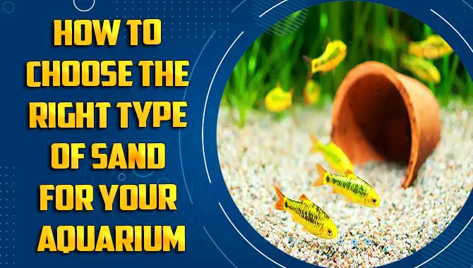 How To Choose The Right Type Of Sand For Your Aquarium