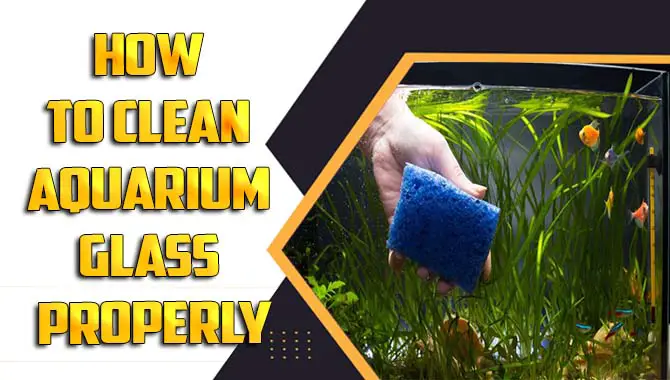 How To Clean Aquarium Glass Properly