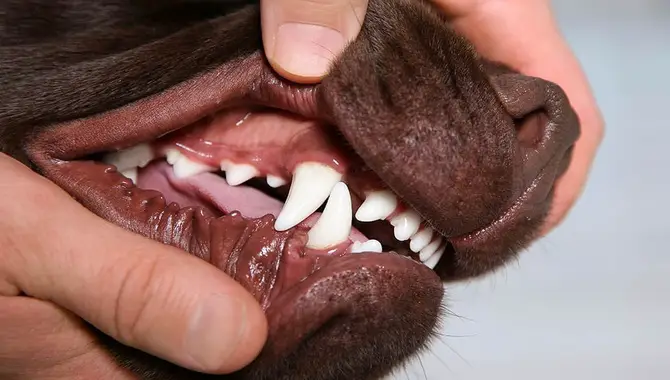 How To Clean Your Dog's Teeth