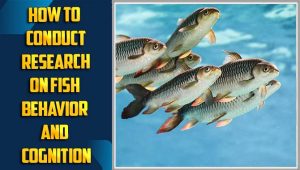 How To Conduct Research On Fish Behavior And Cognition
