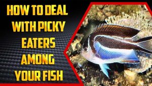How To Deal With Picky Eaters Among Your Fish