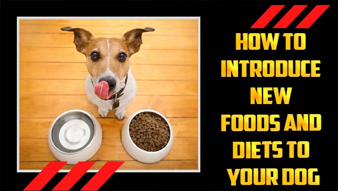 How To Introduce New Foods And Diets To Your Dog