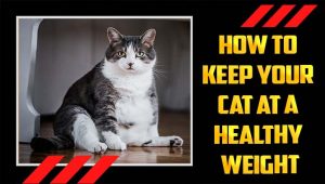 How To Keep Your Cat At A Healthy Weight