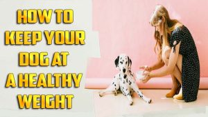 How To Keep Your Dog At A Healthy Weight