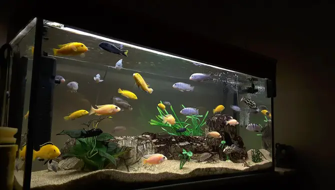 How To Maintain A Stress-Free Environment In Your Aquarium