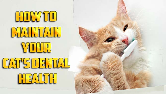 How To Maintain Your Cat's Dental Health