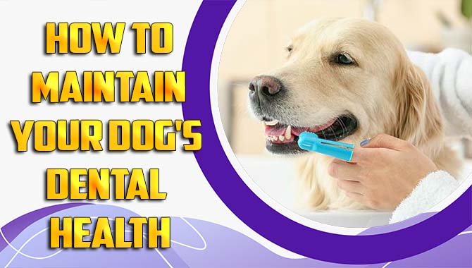 How To Maintain Your Dog's Dental Health