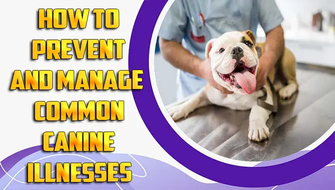 How To Prevent And Manage Common Canine Illnesses