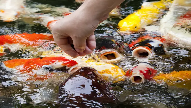 How To Properly Feed Koi