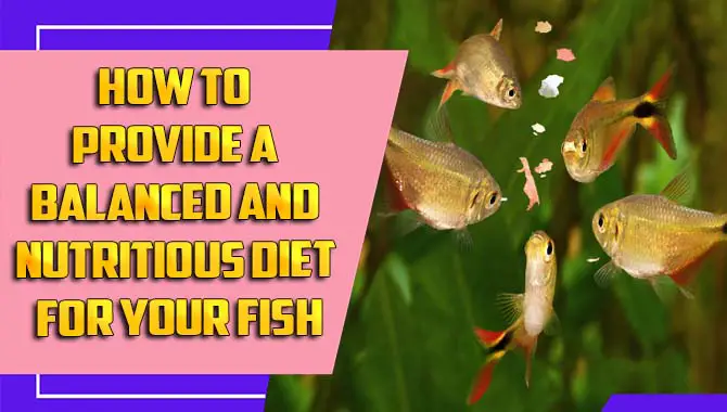 How To Provide A Balanced And Nutritious Diet For Your Fish