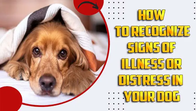 How To Recognize Signs Of Illness Or Distress In Your Dog – Compressive Guideline